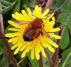 Megachile semirufa