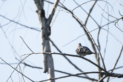 Streptopelia tranquebarica humilis
