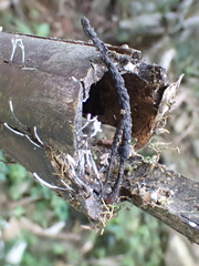 Xylaria apiculata