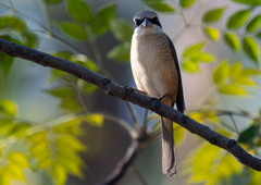 Lanius cristatus