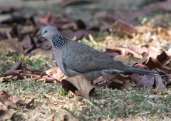 Streptopelia chinensis