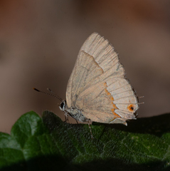 Arzecla tucumanensis