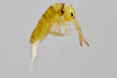 Orchesella hexfasciata