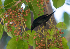 Aplonis panayensis