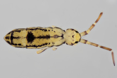 Orchesella celsa