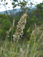 Sesleria alba