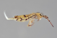 Orchesella celsa