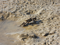 Macrophthalmus