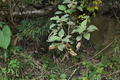 Acalypha angatensis