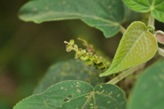 Acalypha angatensis