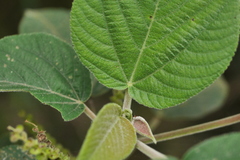 Acalypha angatensis