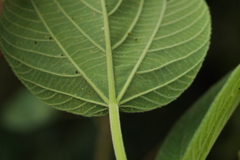 Acalypha angatensis
