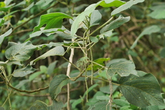 Acalypha angatensis