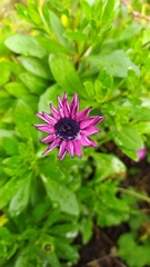 Dimorphotheca fruticosa
