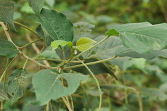 Acalypha angatensis