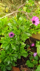 Dimorphotheca fruticosa