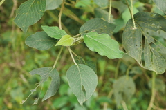 Acalypha angatensis