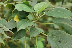 Acalypha angatensis