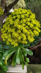 Aeonium arboreum