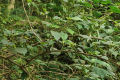 Acalypha angatensis