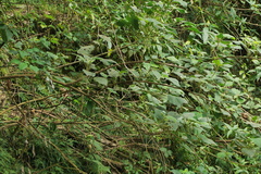 Acalypha angatensis