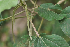 Acalypha angatensis