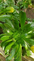 Aeonium arboreum