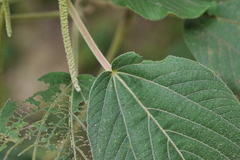 Acalypha angatensis