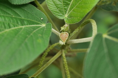 Acalypha angatensis