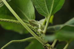 Acalypha angatensis