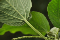 Acalypha angatensis
