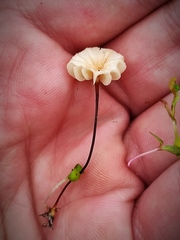 Marasmius anomalus