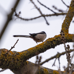 Aegithalos caudatus