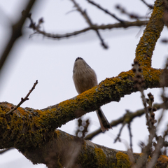 Aegithalos caudatus