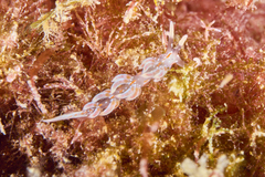 Facelina rubrovittata