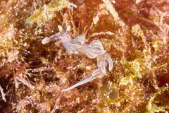 Facelina rubrovittata
