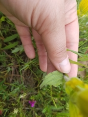 Castilleja levisecta