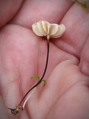 Marasmius anomalus