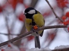 Parus major