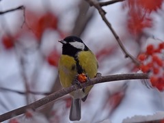 Parus major