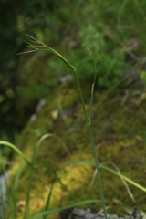 Peucedanum longifolium