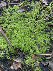 Stellaria parva