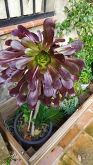 Aeonium arboreum