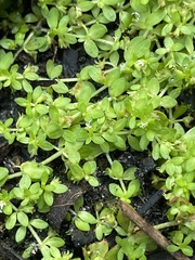 Stellaria parva