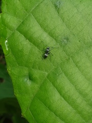 Polyrhachis cyaniventris