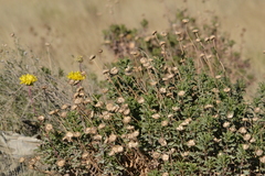 Grindelia chiloensis