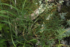 Peucedanum longifolium