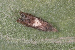 Dichrorampha simulana