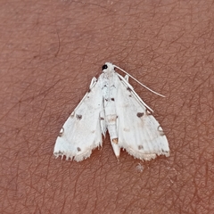 Pycnarmon