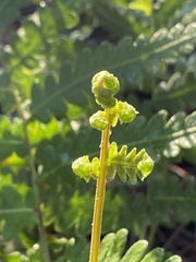 Anchistea virginica image
